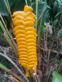 Yellow Calathea Crotalifera Flower seeds for Planting - Sun Loving, Heirloom & GMO Free Seeds for Home Garden