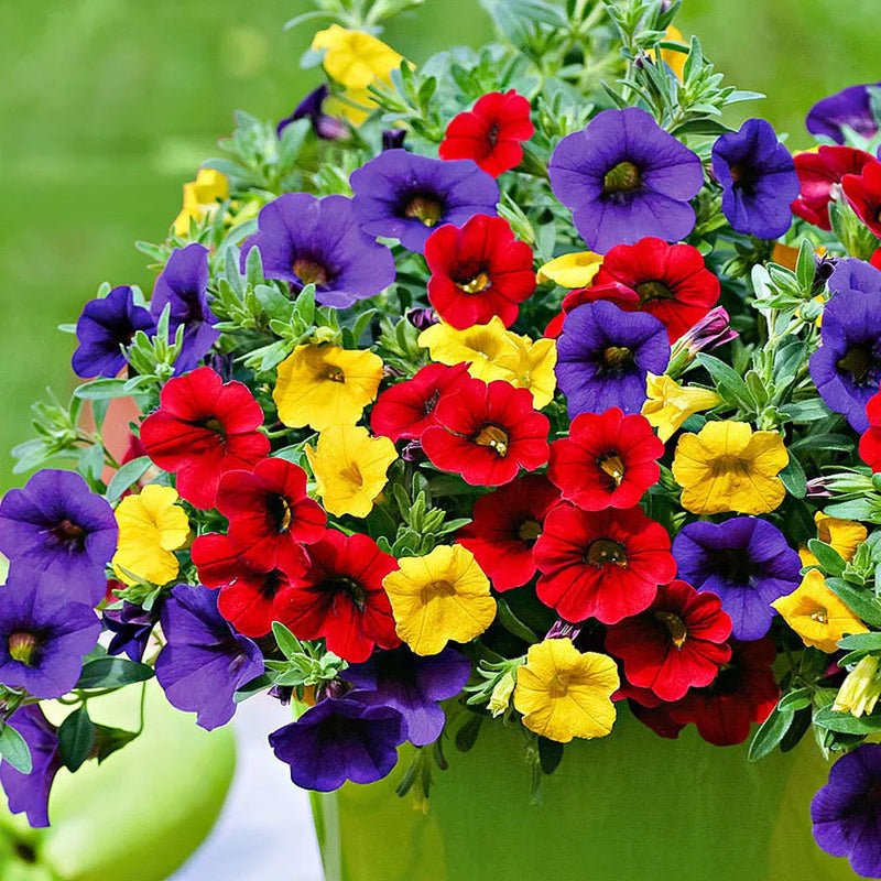 Mix Calibrachoa & Petunia Flower seeds for Planting Garden Favorite Heirloom & GMO Free Seeds for Home Garden
 
 Sale seeds for home garden planting