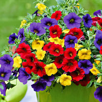 Mixed Superbells Petunia Seeds Flower seeds for Planting - Pollinator Friendly, Heirloom & GMO Free Seeds for Home Garden
