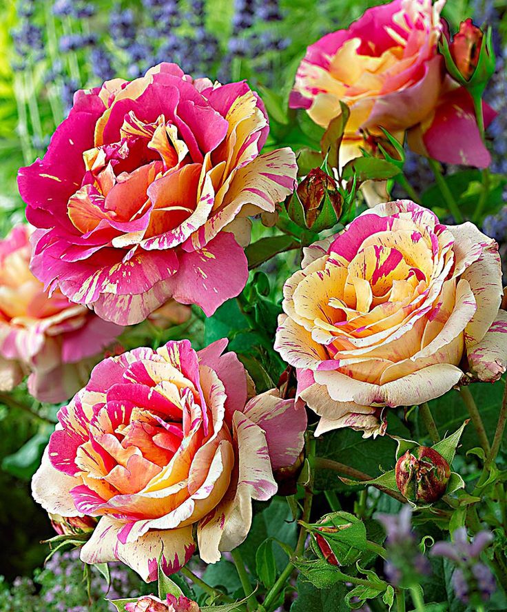 Mix Dragon Rose Flower seeds for Planting - Cottage Garden Essential, Heirloom & GMO Free Seeds for Home Garden