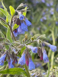 Symphytum Flower seeds for Planting Colorful Display Heirloom & GMO Free Seeds for Home Garden 
 
 Sale