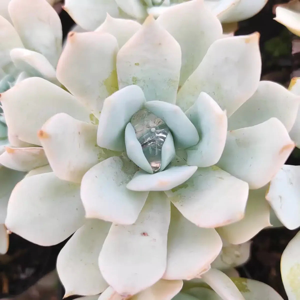 White Succulent Flower Seeds for Planting Pollinator Friendly Heirloom & GMO Free Seeds for Home Garden
 
 Sale