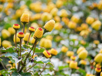 Yellow Red Spilanthes Acmella Plant For Vibrant Garden Growth - Seed Stunning Blooms Flower Seeds