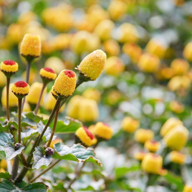 Spilanthes Flower Planting for Colorful Gardens Seeds for Vibrant and Unique Blooms