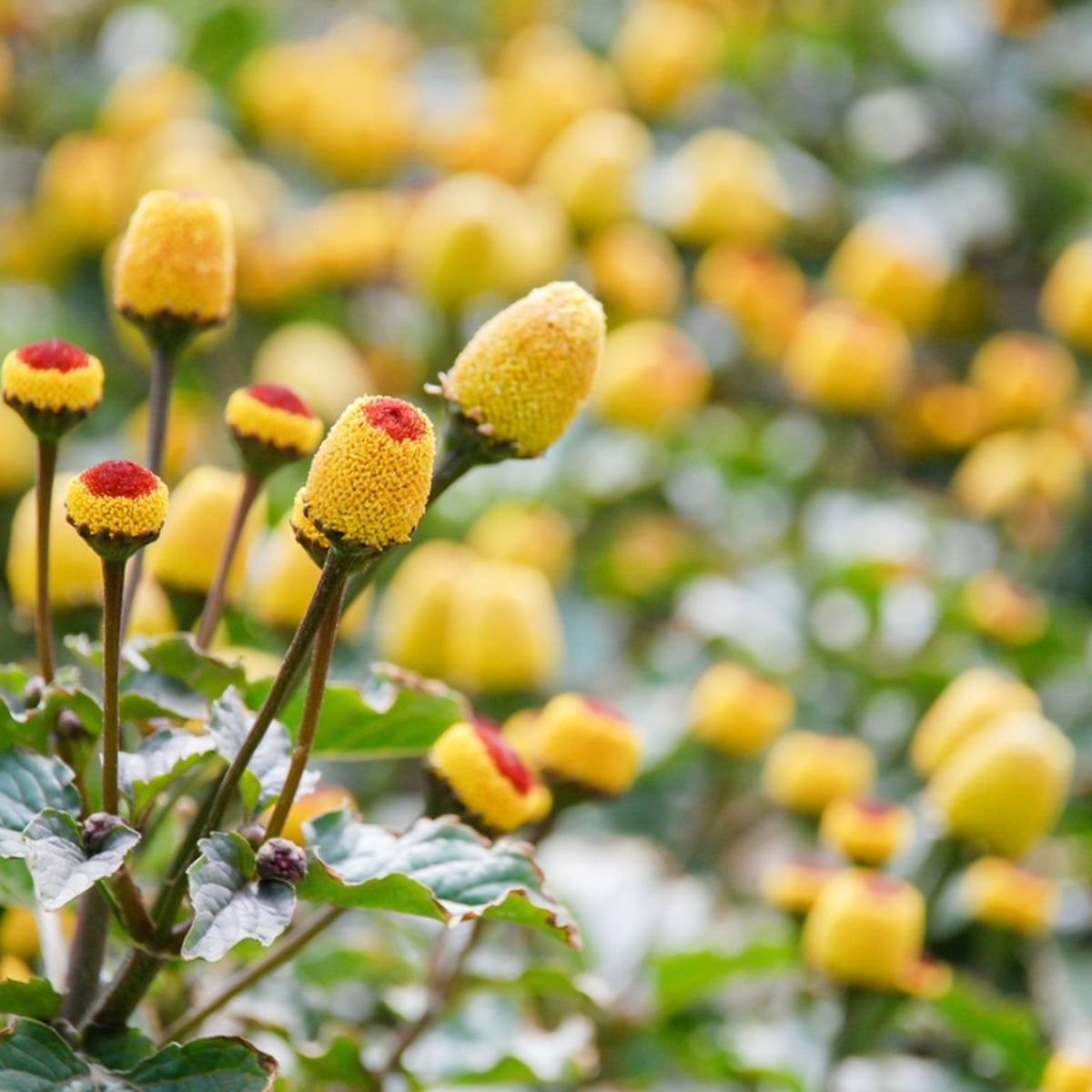 Spilanthes Flower Planting for Colorful Gardens  Seeds for Vibrant and Unique Blooms