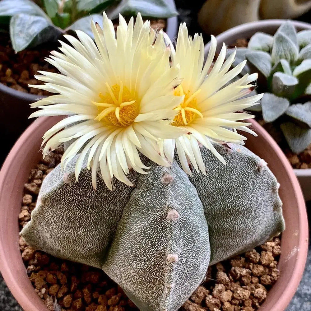 Astrophytum Myriosrigma Flower seeds for Planting - Fragrant Blossoms, Heirloom & GMO Free Seeds for Home Garden