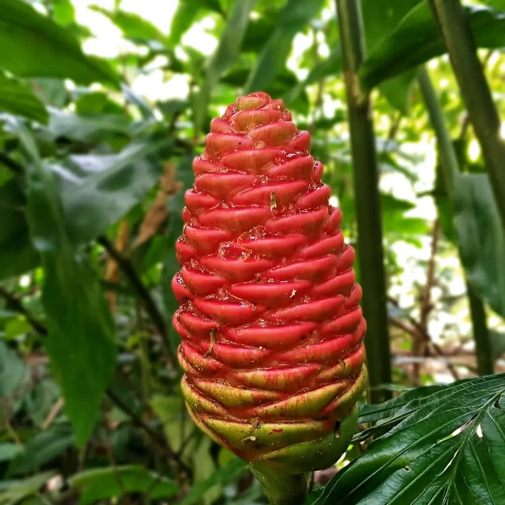 Wild Ginger Flower seeds for Planting Vibrant Colors Heirloom & GMO Free Seeds for Home Garden