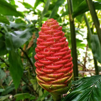 Wild Ginger Flower seeds for Planting Vibrant Colors Heirloom & GMO Free Seeds for Home Garden