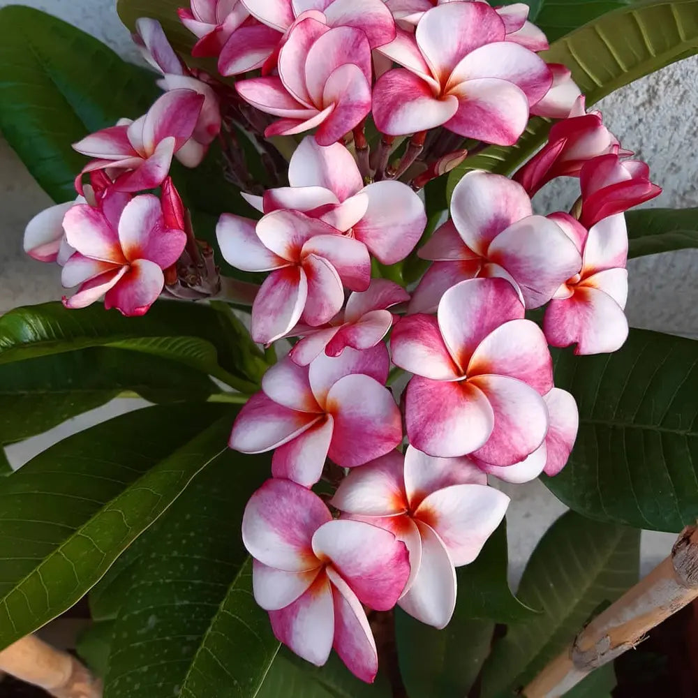 Frangipani Flower seeds for Planting - Long Bloom Season, Heirloom & GMO Free Seeds for Home Garden