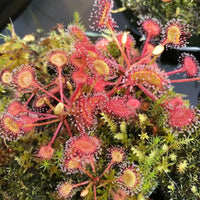 Red Drosera Flower seeds for Planting - Compact Growth, Heirloom & GMO Free Seeds for Home Garden