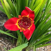 Red Tigridia Pavonia Flower seeds for Planting - Bright Blooms, Heirloom & GMO Free Seeds for Home Garden