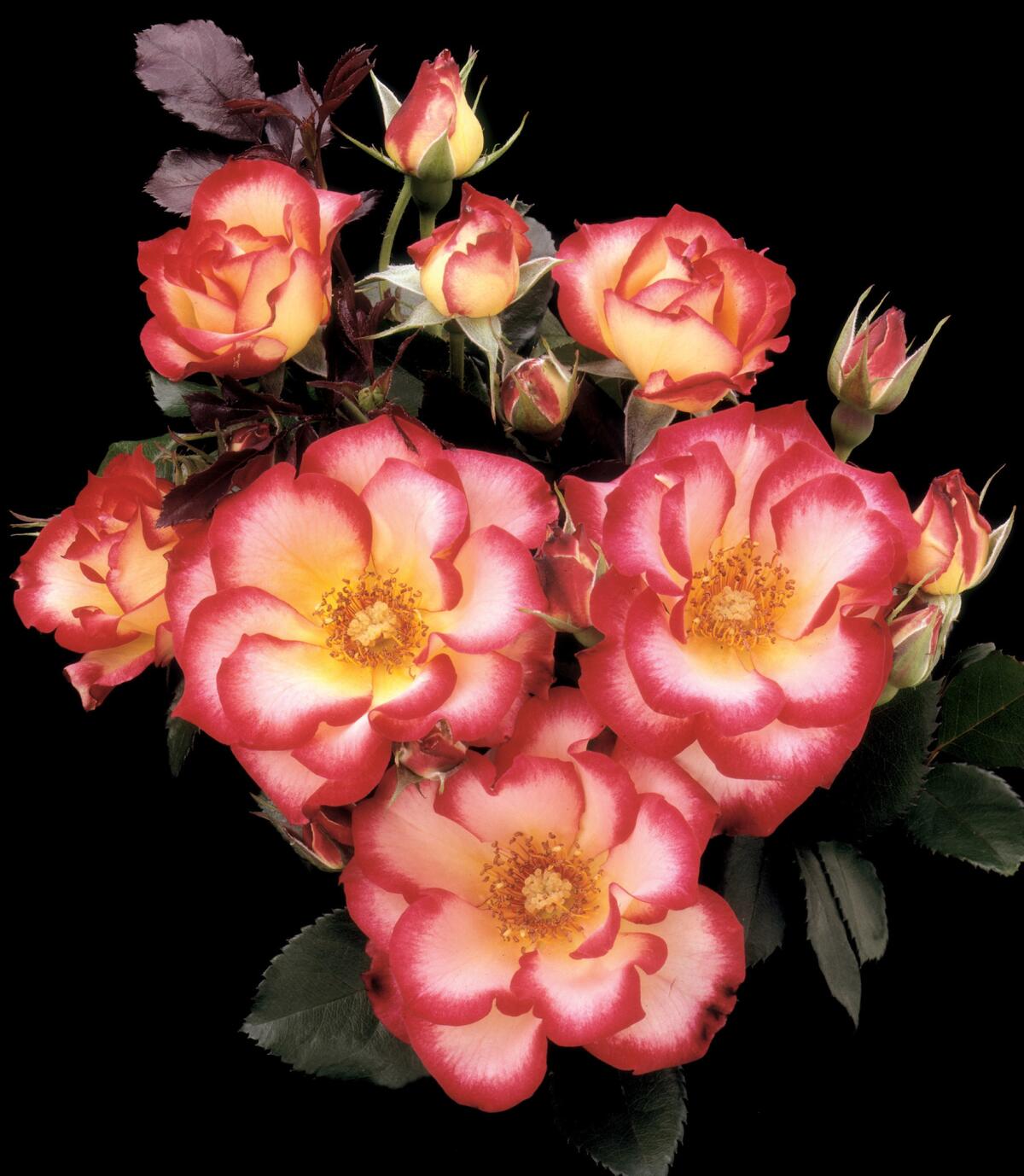 Betty Boop Rose Seeds for Planting | Vibrant Pink Blooms for Your Garden