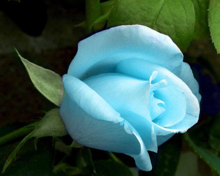 Sky Blue Rose Flower seeds for Planting Garden Favorite Heirloom & GMO Free Seeds for Home Garden
 
 Sale