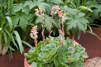 Echeveria Flower seeds for Planting - Vibrant Colors, Heirloom & GMO Free Seeds for Home Garden
