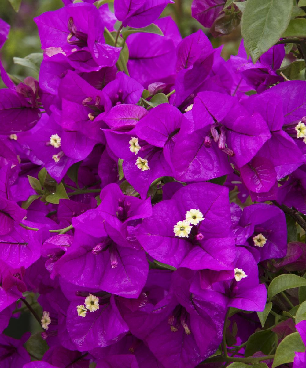 Purple Bougainvillea Flower seeds for Planting Bright Blooms Heirloom & GMO Free Seeds for Home Garden
 
 Sale