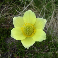 Light Green Anemone Pulsatilla Seeds Flower seeds for Planting Cottage Garden Essential Heirloom & GMO Free Seeds for Home Garden