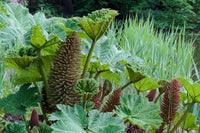 Gunnera Manicata Flower seeds for Planting Shade Tolerant Heirloom & GMO Free Seeds for Home Garden