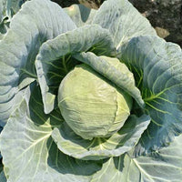 Golden Acre Cabbage Seeds for Planting - High Yield Variety