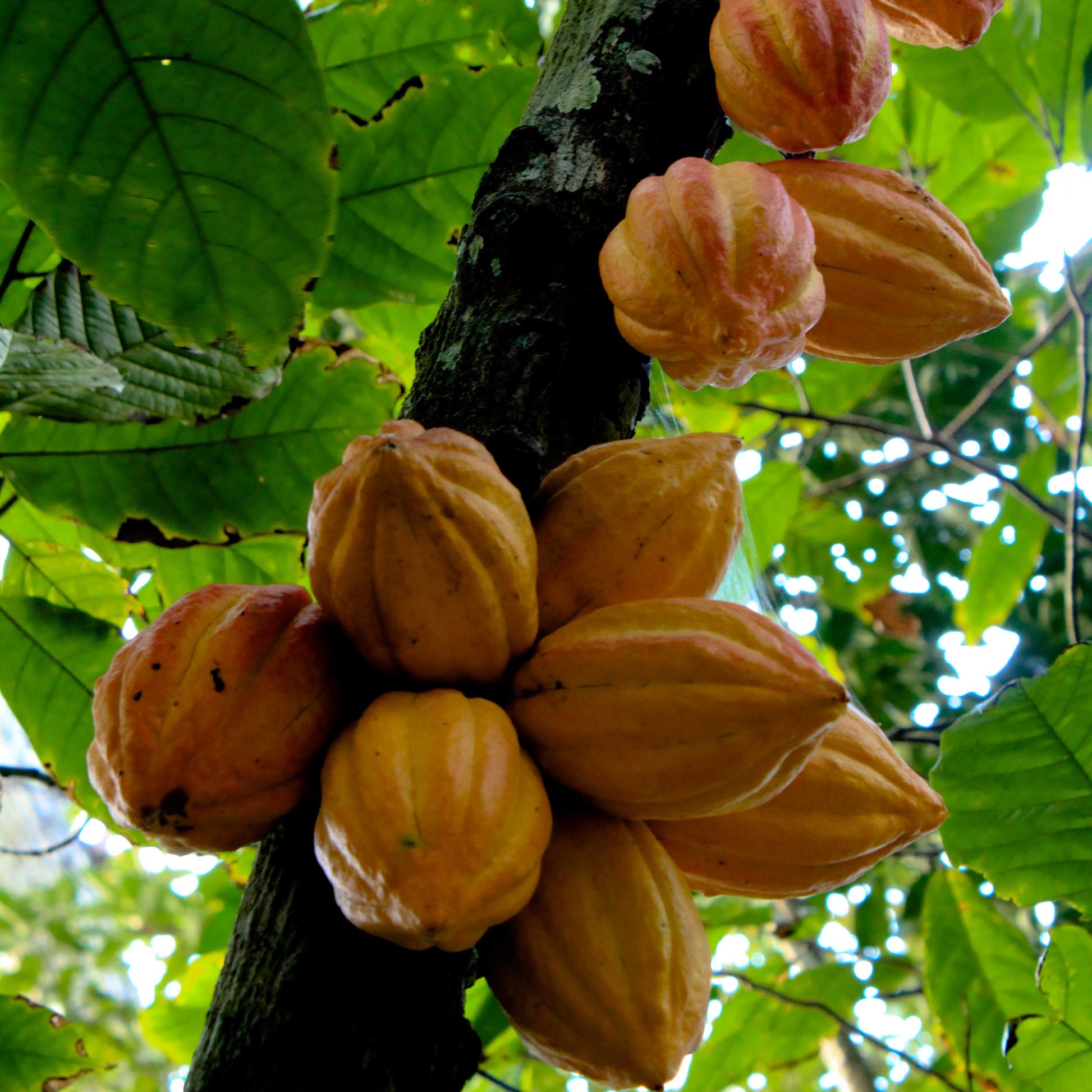 Cacao fruit seeds for planting chocolate trees