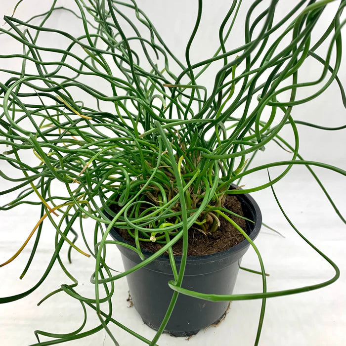 Green Corkscrew Rush Seeds, Heirloom Non-GMO Flowers for Borders & Home Garden Planting