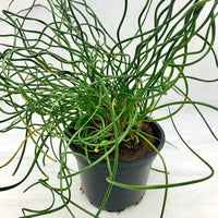 Green Corkscrew Rush Seeds, Heirloom Non-GMO Flowers for Borders & Home Garden Planting