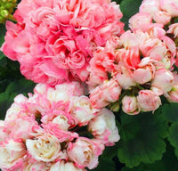 Geranium Apple Blossom Planting Seeds for Vibrant Garden Blooms