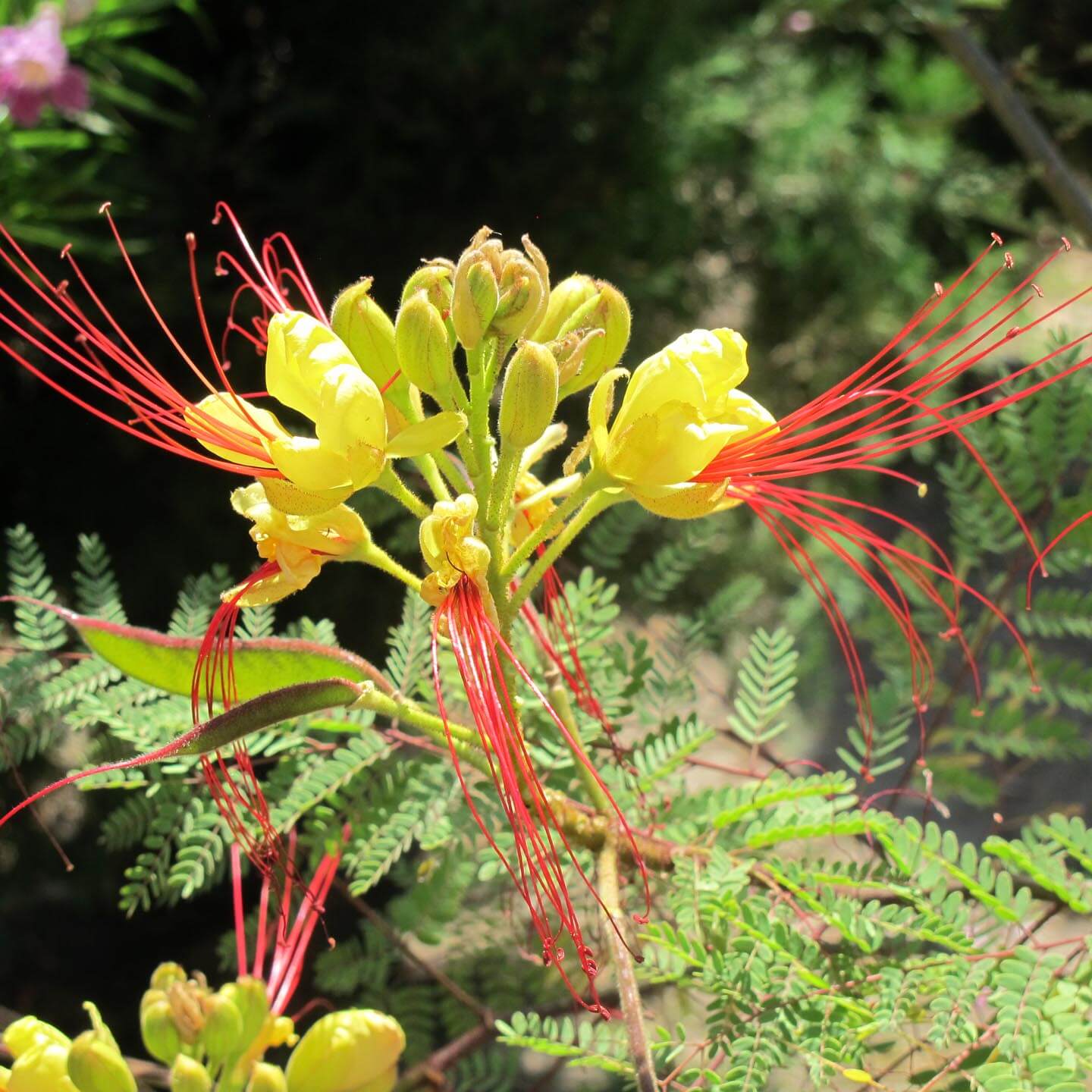 Caesalpinia Gilliesii Flower seeds for Planting Bright Blooms Heirloom & GMO Free Seeds for Home Garden