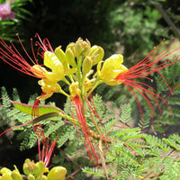 Caesalpinia Gilliesii Flower seeds for Planting Bright Blooms Heirloom & GMO Free Seeds for Home Garden