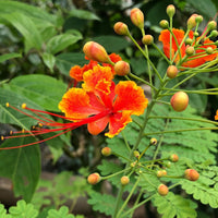 Orange Caesalpinia Flower Seeds Flower seeds for Planting Hardy Variety Heirloom & GMO Free Seeds for Home Garden