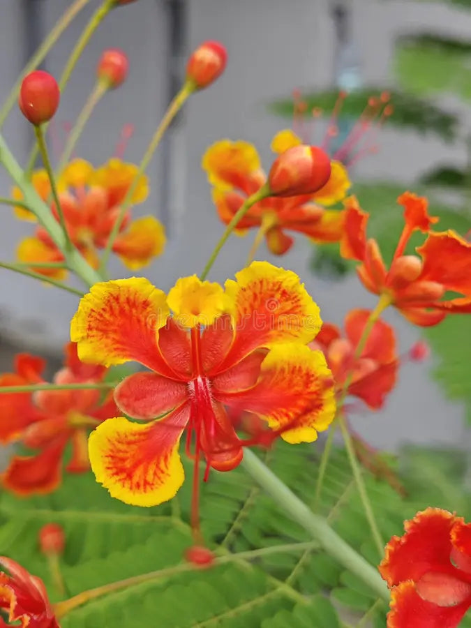 Caesalpinia Pulcherrima Flower seeds for Planting Drought Tolerant Heirloom & GMO Free Seeds for Home Garden