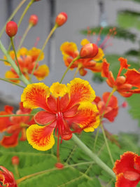 Caesalpinia Pulcherrima Flower seeds for Planting Drought Tolerant Heirloom & GMO Free Seeds for Home Garden