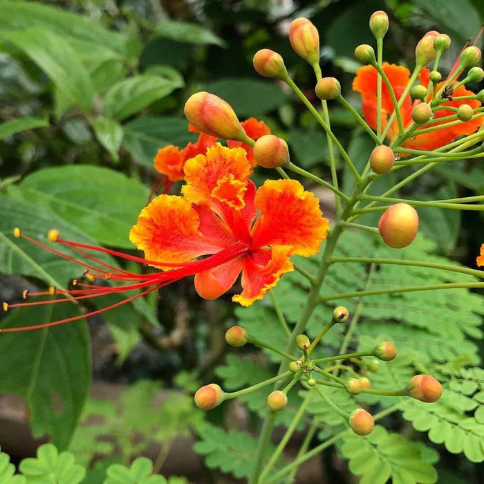 Caesalpinia Pulcherrima Flower seeds for Planting Drought Tolerant Heirloom & GMO Free Seeds for Home Garden