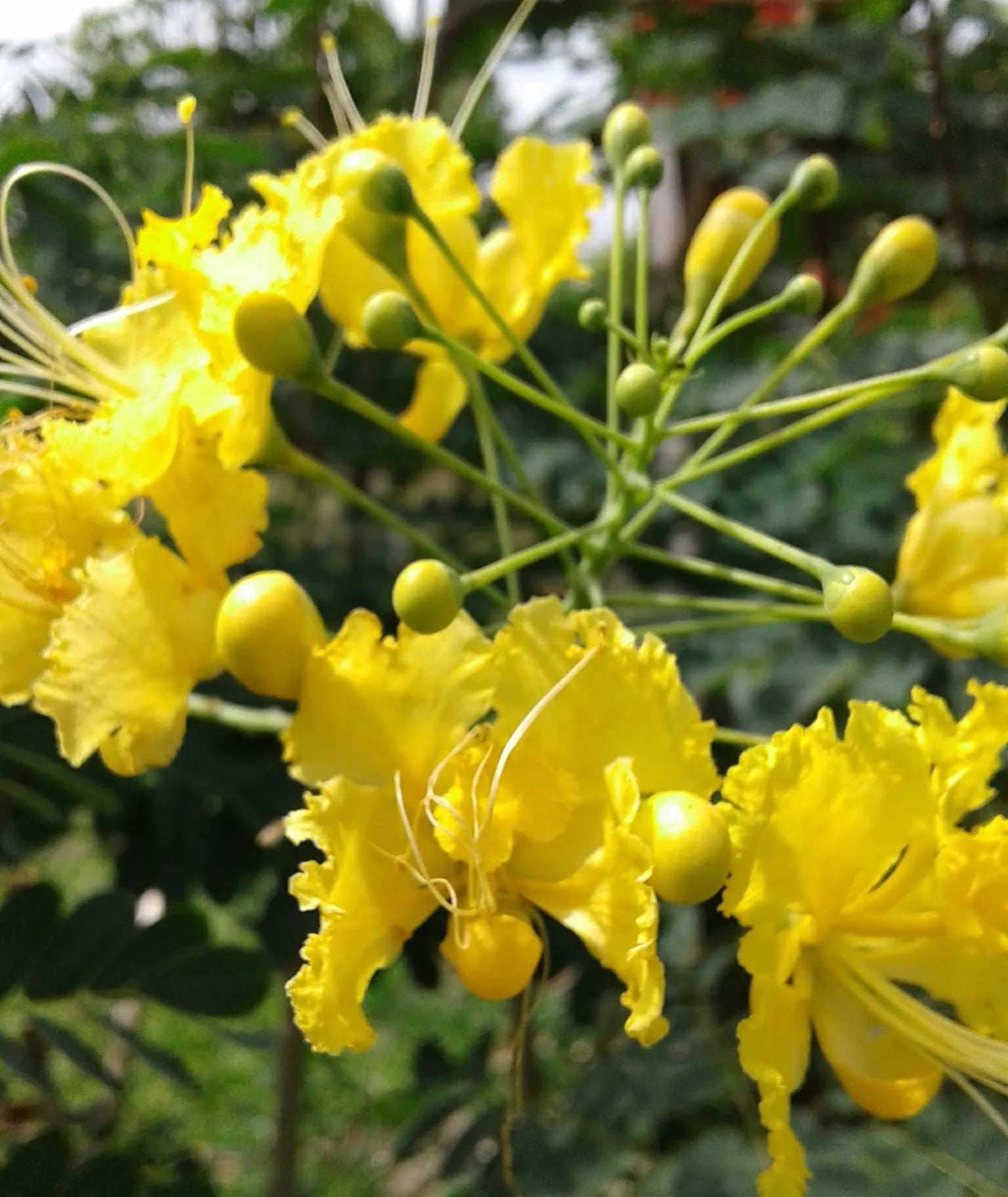 Yellow Caesalpinia Flower Seeds Garden Favorite Heirloom & GMO Free Seeds for Home Garden
 
 Sale