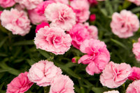 Light Pink Dianthus Flower seeds for Planting - Hardy Variety, Heirloom & GMO Free Seeds for Home Garden