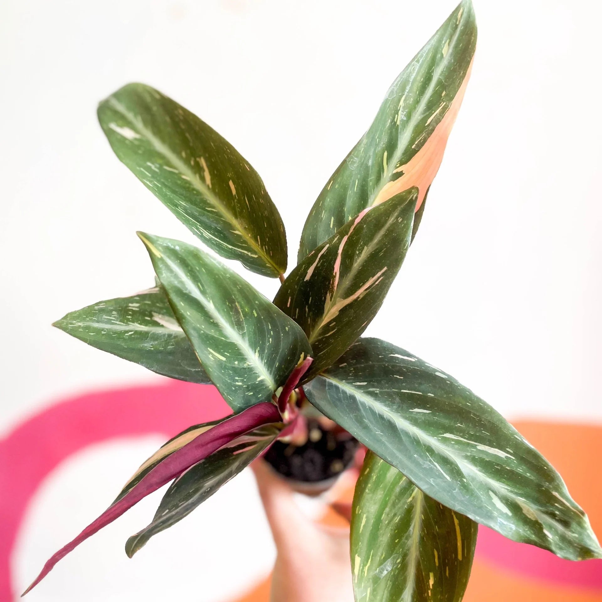 Calathea Magicstar Flower seeds for Planting Garden Favorite Heirloom & GMO Free Seeds for Home Garden 
 
 Sale