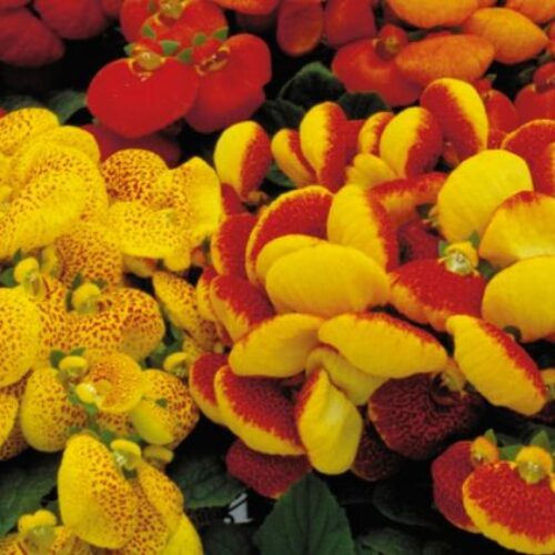 Mixed Calceolaria Flower seeds for Planting - Hardy Variety, Heirloom & GMO Free Seeds for Home Garden