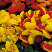 Mixed Calceolaria Flower seeds for Planting - Hardy Variety, Heirloom & GMO Free Seeds for Home Garden