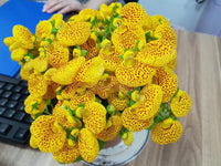 Yellow Calceolaria Crenatiflora Flower seeds for Planting - Drought Tolerant, Heirloom & GMO Free Seeds for Home Garden
