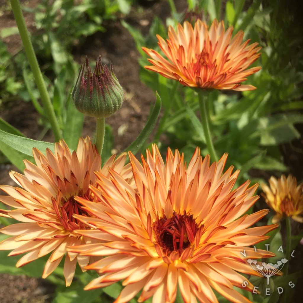 Triangle Flashback Calendula grown from seeds in a garden