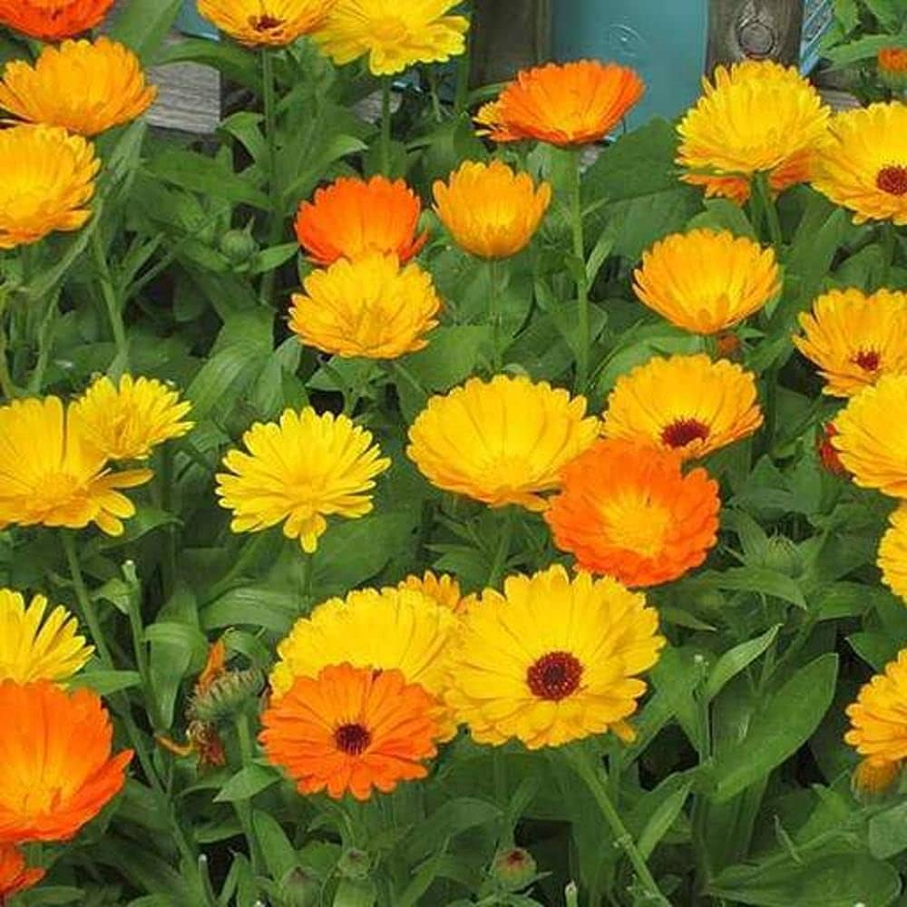 Young Calendula Officinalis Seedlings Growing Indoors