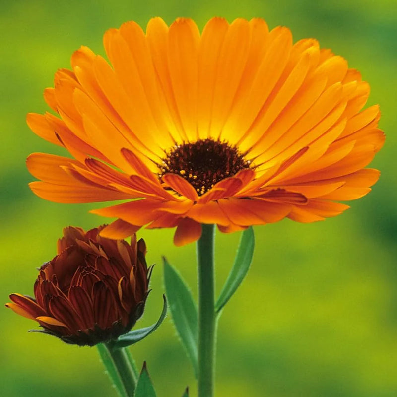 Calendula Officinalis Flower seeds for Planting - Easy to Grow, Heirloom & GMO Free Seeds for Home Garden