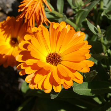 Calendula Marigold Flower seeds for Planting Cottage Garden Essential Heirloom & GMO Free Seeds for Home Garden