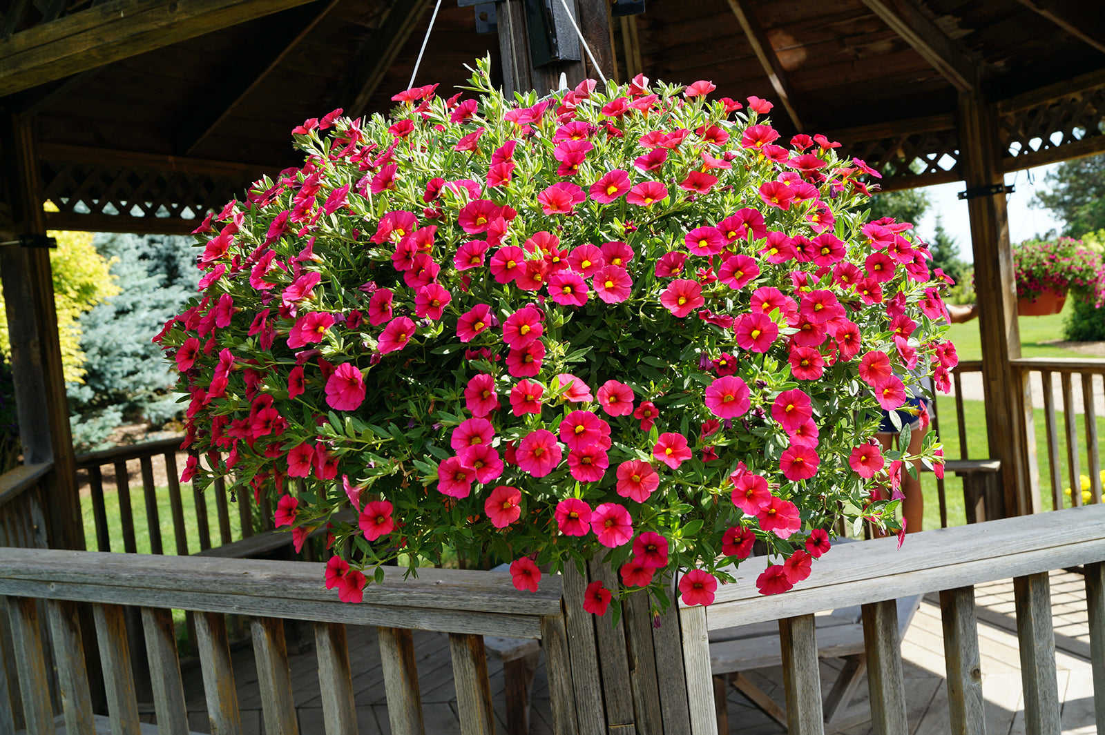 Red Calibrachoa Flower Seeds, Easy-to-Grow Heirloom Non-GMO Blooms for Hanging Baskets & Gardens