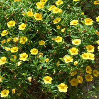 Yellow Calibrachoa Flower seeds for Planting Garden Favorite Heirloom & GMO Free Seeds for Home Garden 
 
 Sale