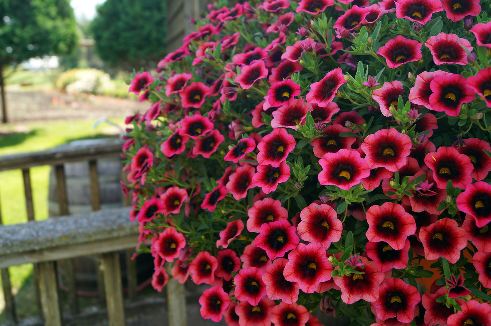 Calibrachoa Flower seeds for Planting Sun Loving Heirloom & GMO Free Seeds for Home Garden