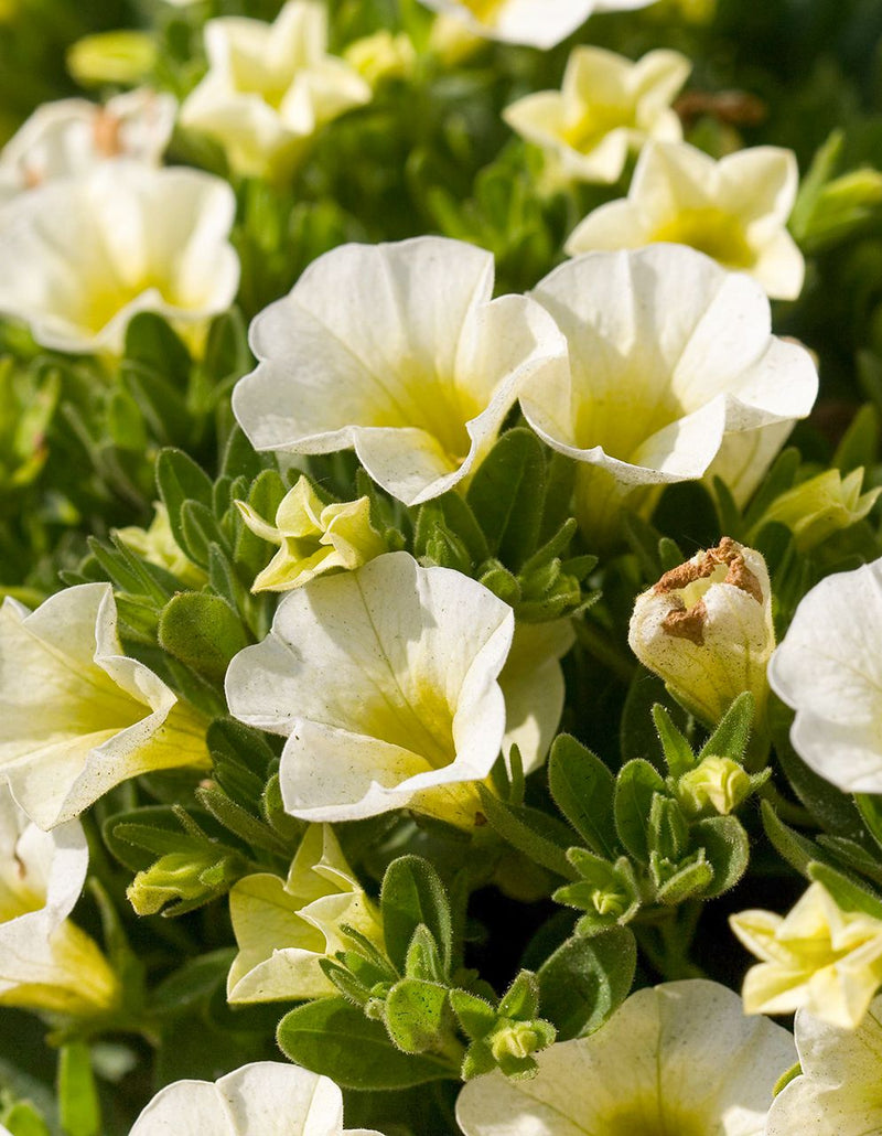 White Yellow Frostfire Flower seeds for Planting - Hardy Variety, Heirloom & GMO Free Seeds for Home Garden