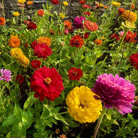 California Giant Zinnia (Zinnia Elegans) Seeds for Giant Colorful Blooms