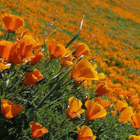 Yellow Eschscholtzia Flower seeds for Planting Low Maintenance Heirloom & GMO Free Seeds for Home Garden