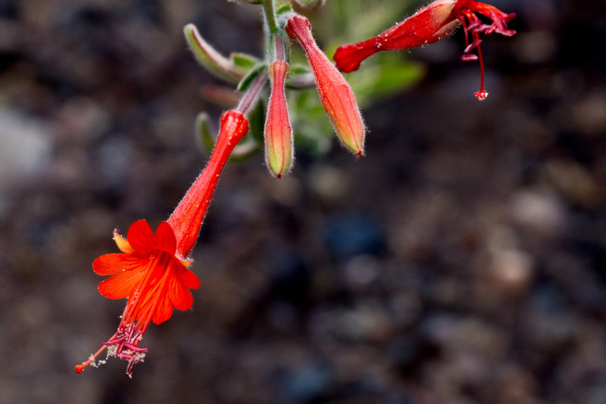 Epilobium Canum Flower seeds for Planting Fragrant Blossoms Heirloom & GMO Free Seeds for Home Garden