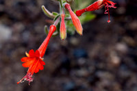 Epilobium Canum Flower seeds for Planting Fragrant Blossoms Heirloom & GMO Free Seeds for Home Garden
